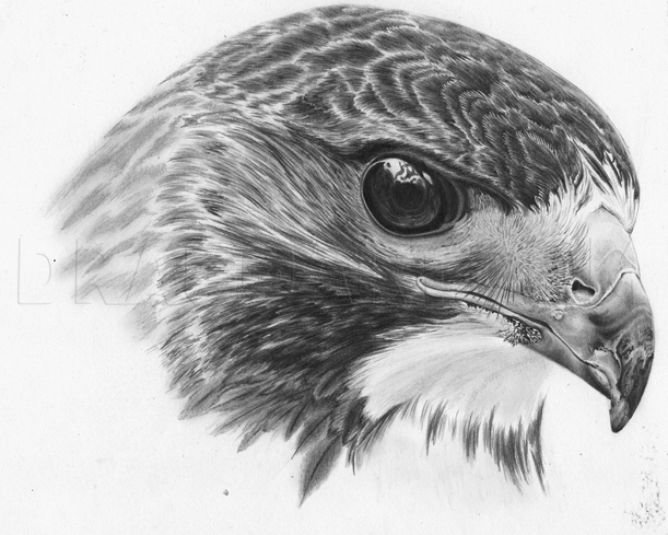 How To Draw A Realistic Hawk Step By Step Drawing Guide By Jtm93 Dragoart