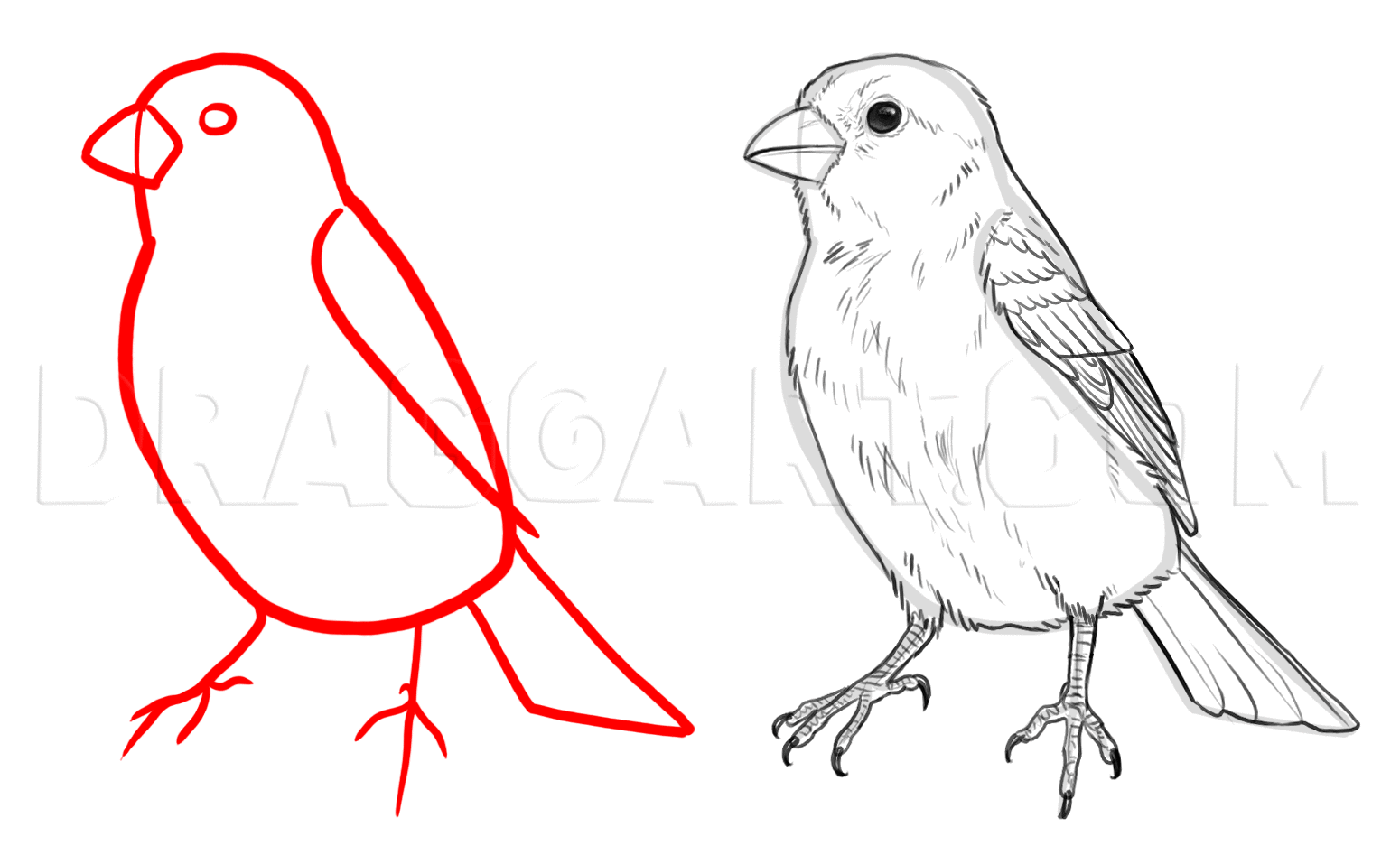 How To Draw Sparrows by makangeni | dragoart.com