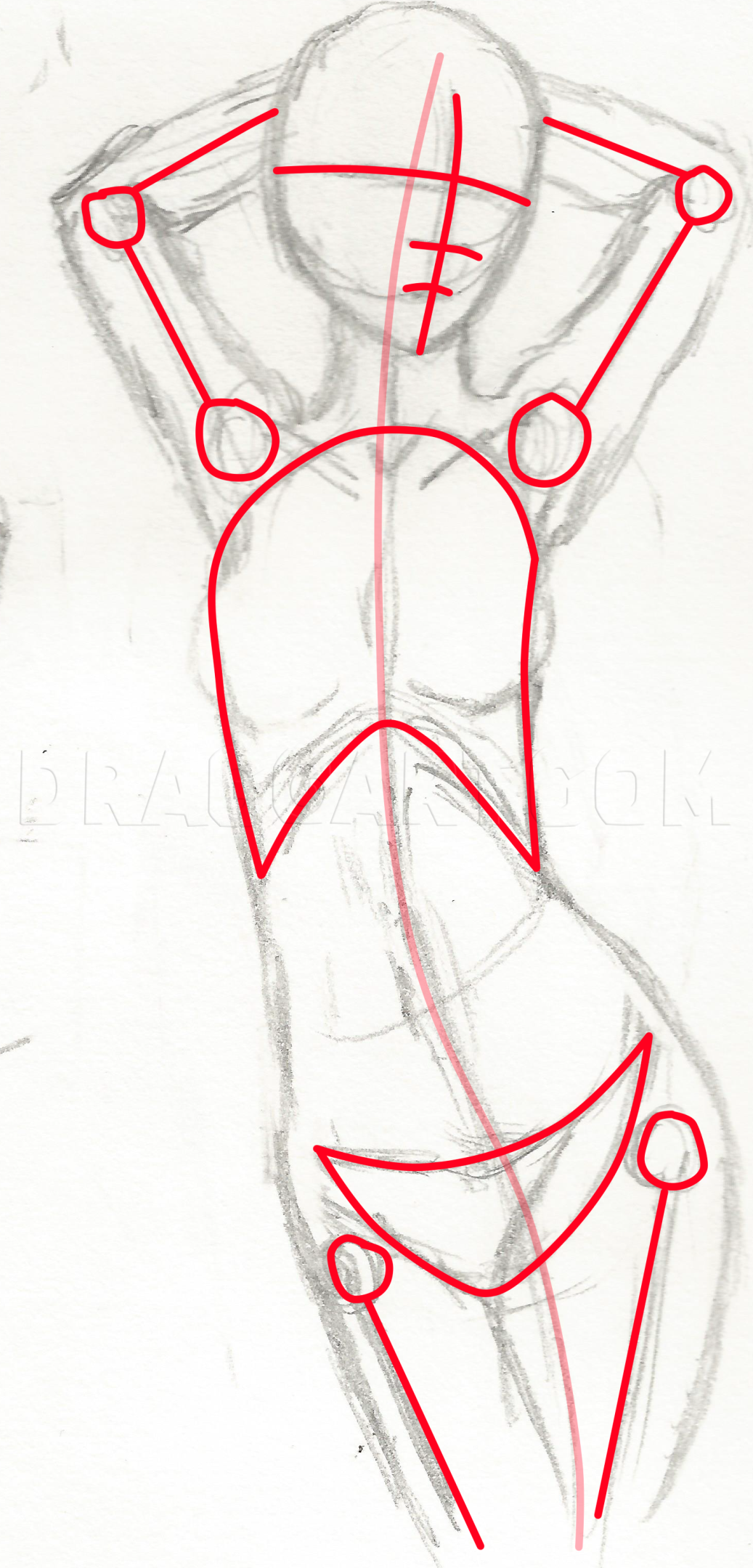 drawing the female anatomy