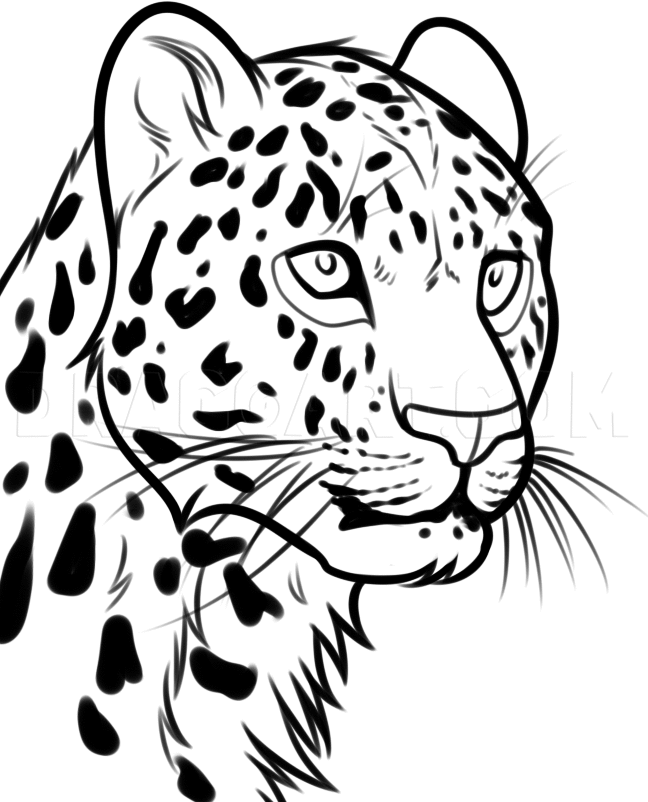 How To Draw A Leopard Head, Step by Step, Drawing Guide, by Dawn