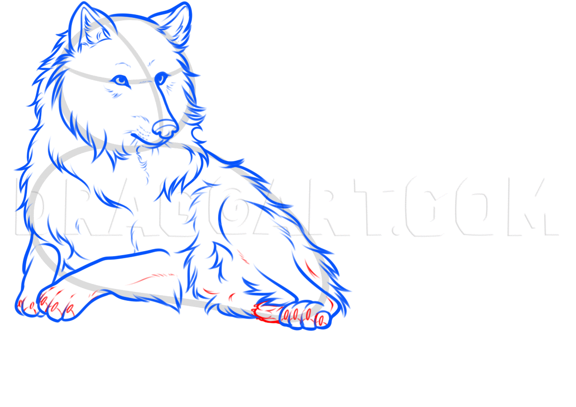 wolf lying down drawing