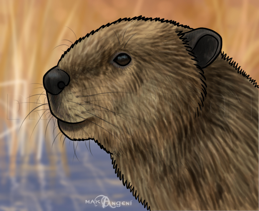 How To Draw Beavers, Step by Step, Drawing Guide, by makangeni - DragoArt