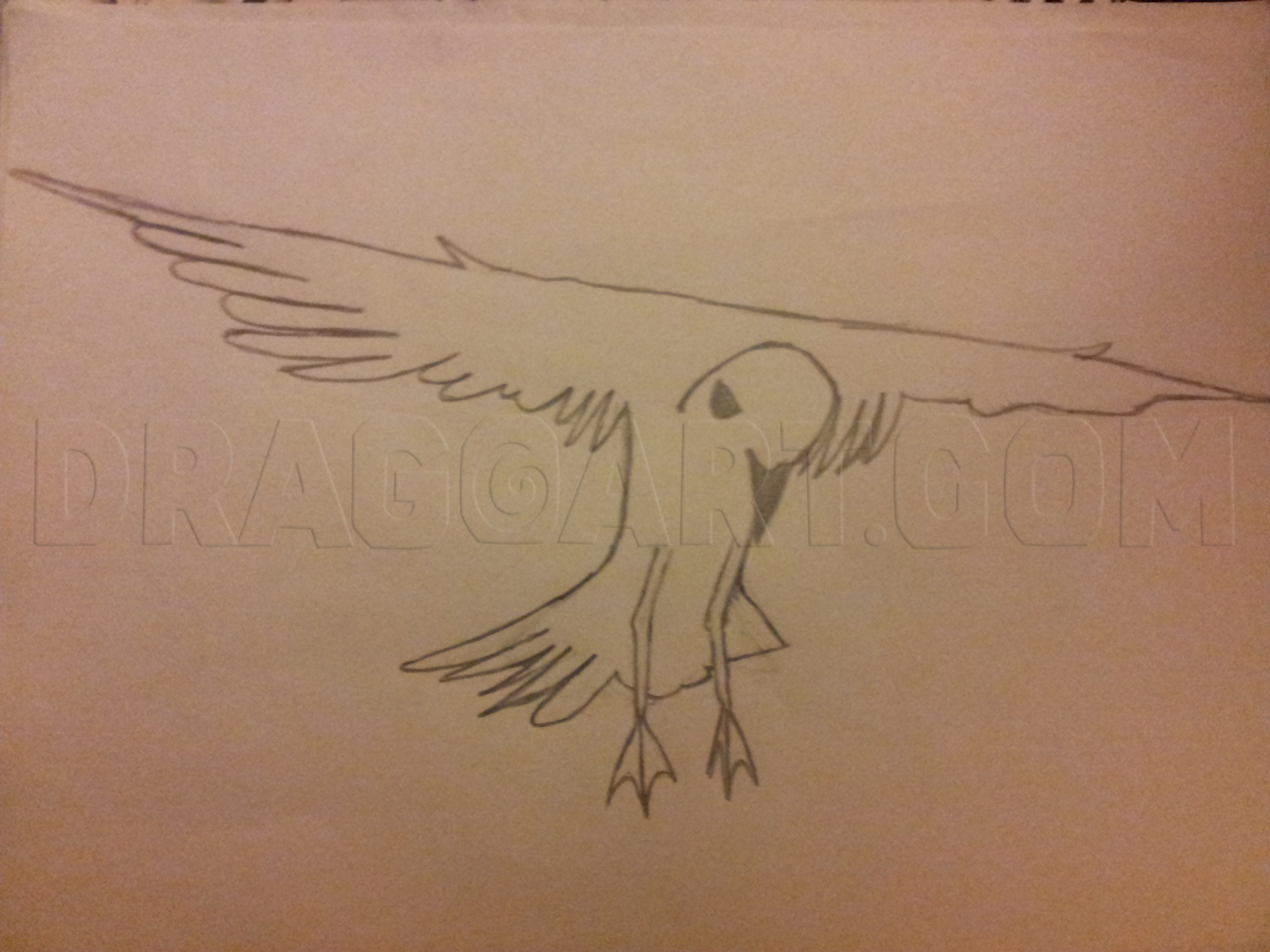 How To Draw A Flying Seagull, Step by Step, Drawing Guide, by Joeman