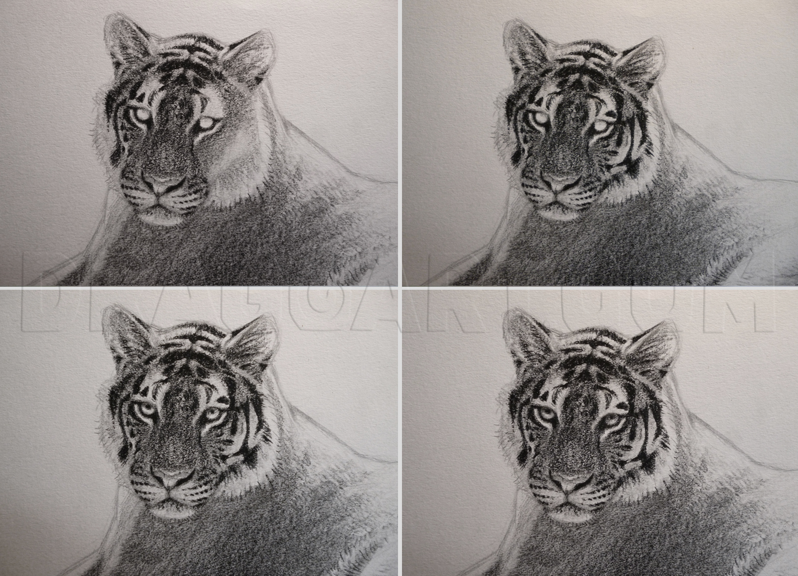 How To Draw A Bengal Tiger, Draw Tigers, Step by Step, Drawing Guide, by  MichaelY - DragoArt