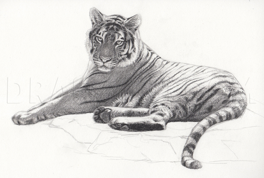 how to draw a realistic tiger step by step