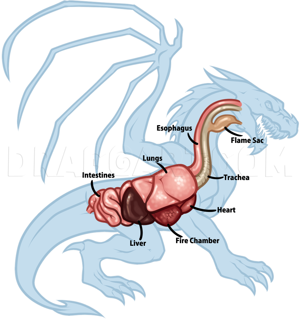 Featured image of post Dragon Wing Pose Reference