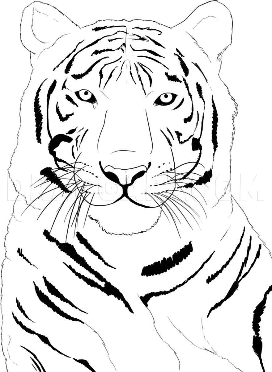 How To Draw A White Tiger By Dawn Dragoart