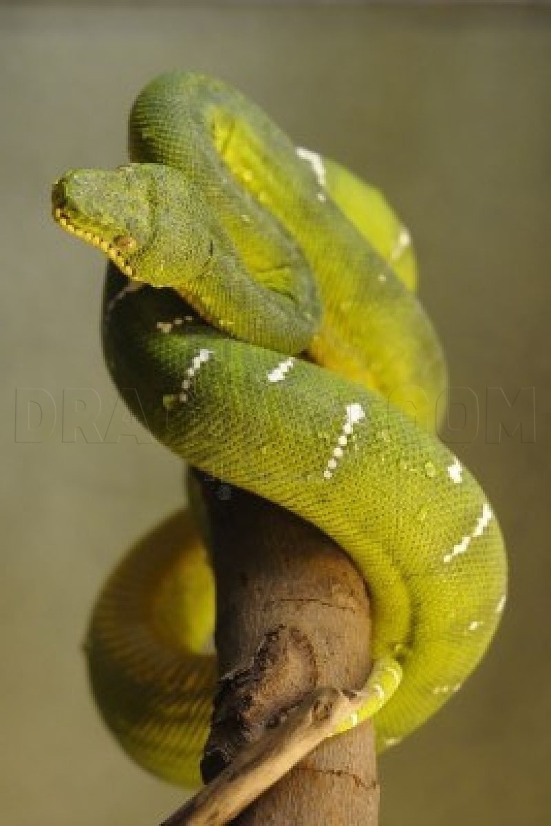 Emerald Tree Boa