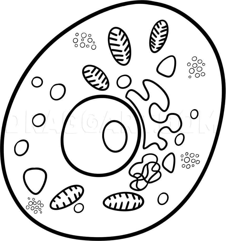 drawing of a human cell