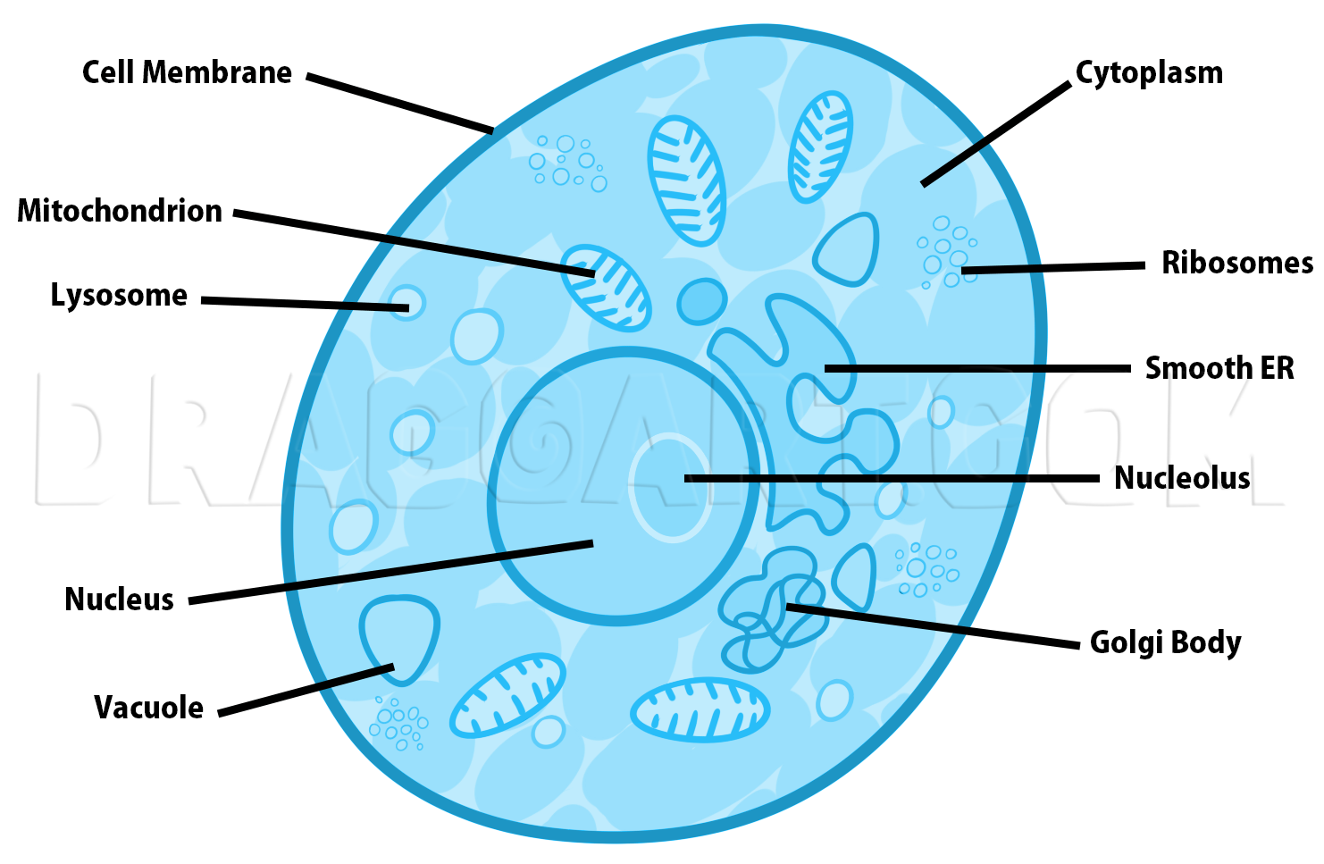 How To Draw A Cell by Dawn