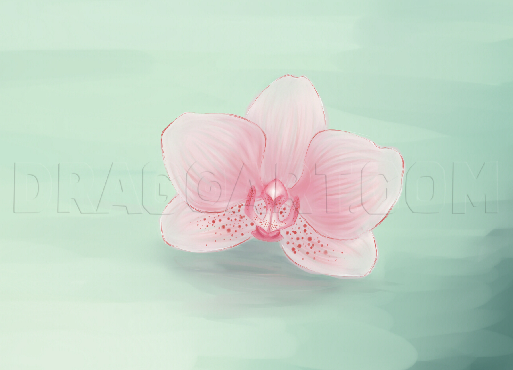 How To Draw Orchids Step By Step Drawing Guide By Teodora Dragoart How To Draw Orchids Step By Step Drawing Guide By Teodora Dragoart