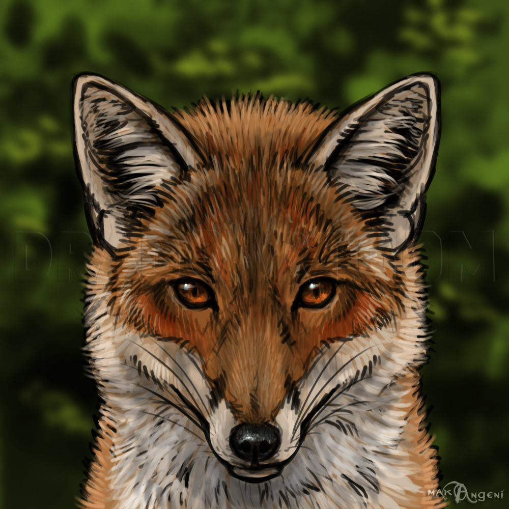 how to draw a realistic fox step by step