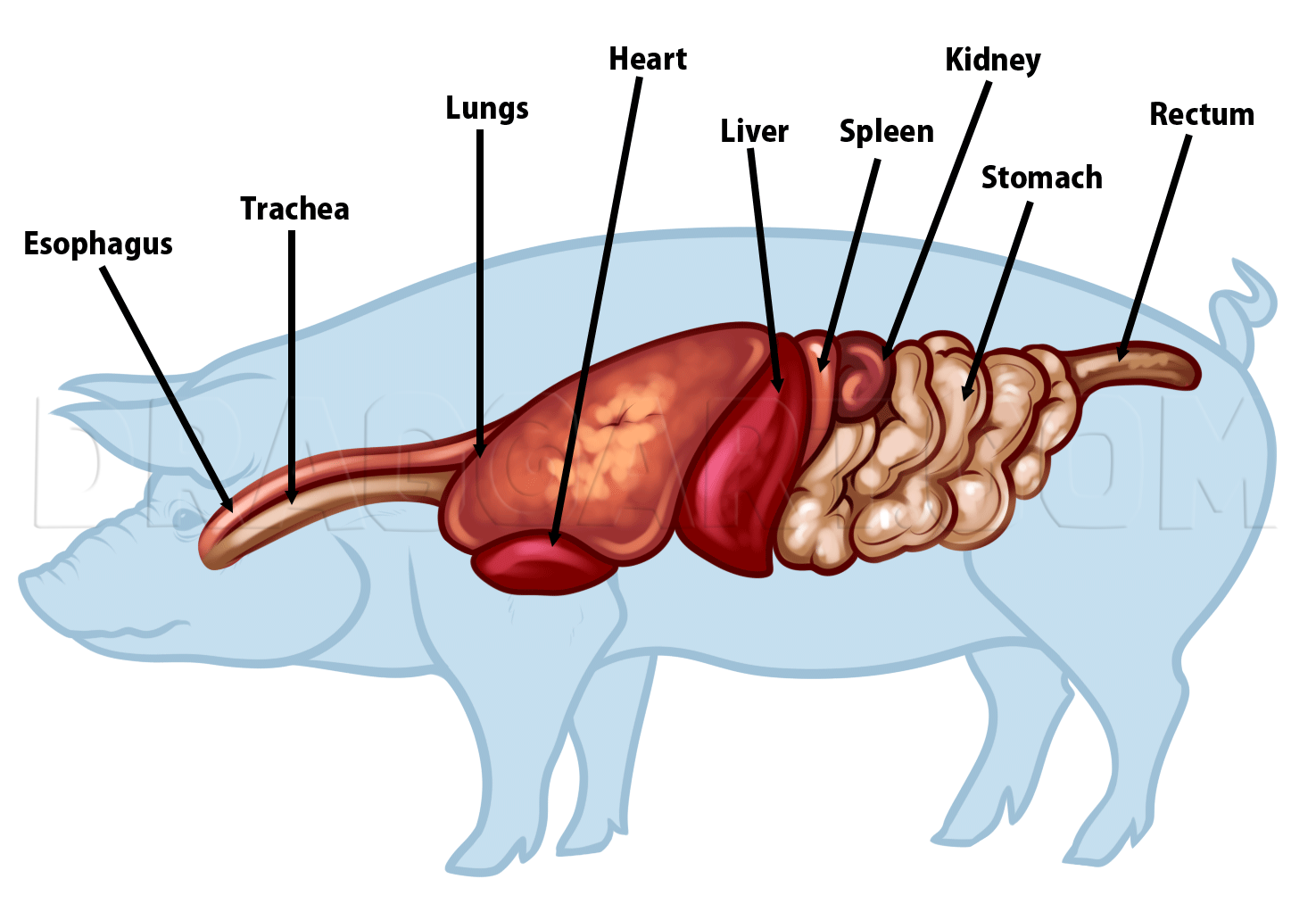 Pig Anatomy Drawing Drawing Step By Step By Dawn DragoArt Pig Anatomy Drawing Drawing Step By Step By Dawn DragoArt