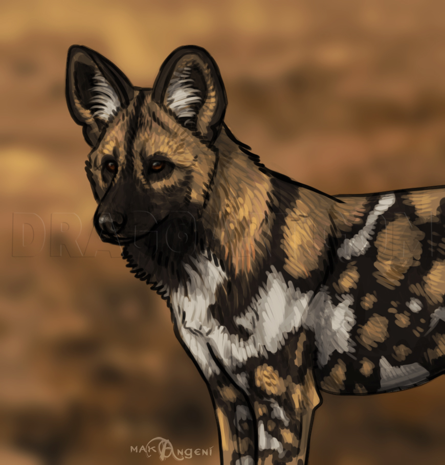 How To Draw African Wild Dogs, Step by Step, Drawing Guide, by