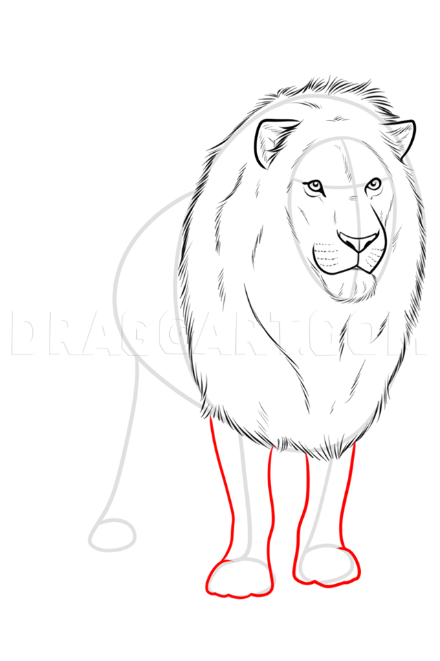 realistic lion drawing step by step