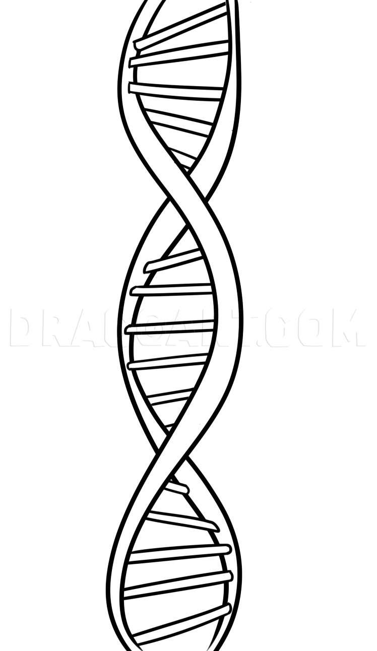 Dna Strand Drawing