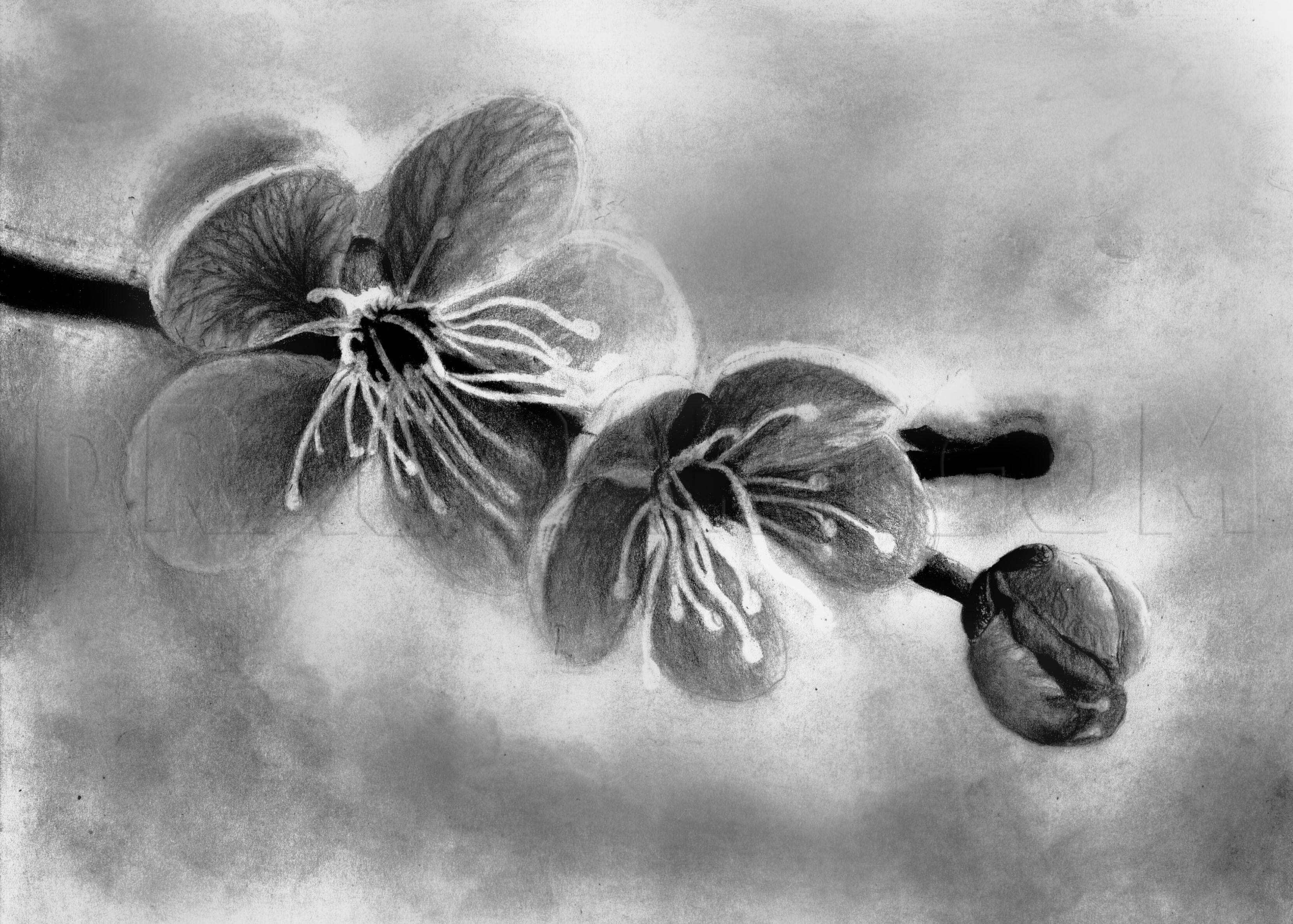 cherry blossom flower pencil drawing