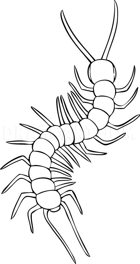 How To Draw A Centipede Drawing Step By Step By Dawn DragoArt How To Draw A Centipede Drawing Step By Step By Dawn DragoArt