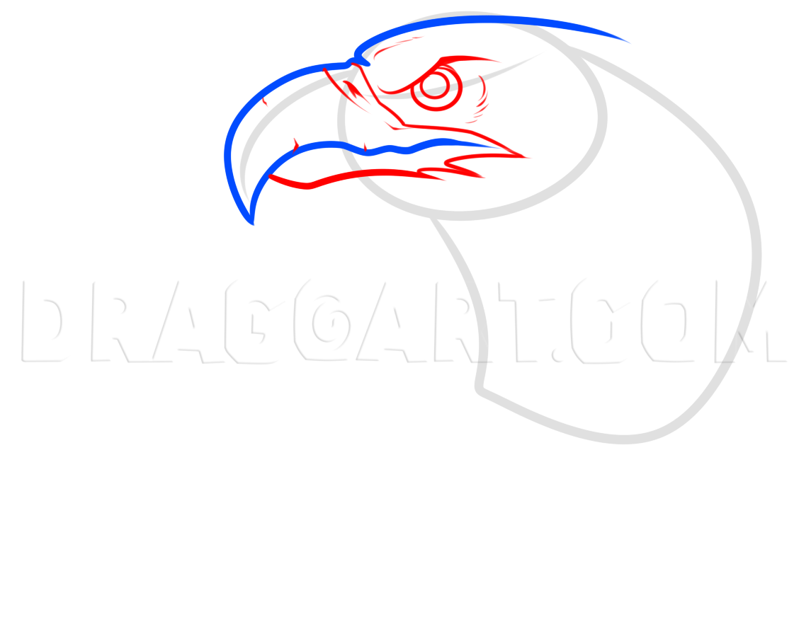 How To Draw An Eagle Head, Step by Step, Drawing Guide, by Dawn - DragoArt