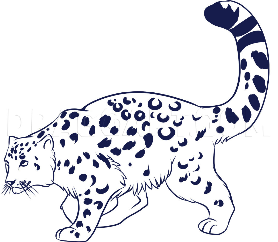 How To Draw A Snow Leopard, Step by Step, Drawing Guide, by Dawn DragoArt