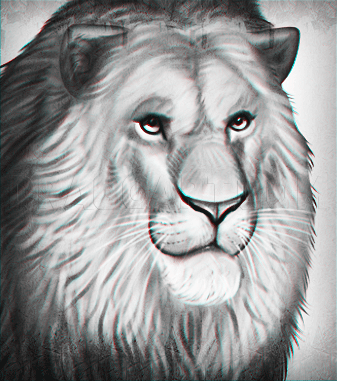 how to draw a realistic lion step by step