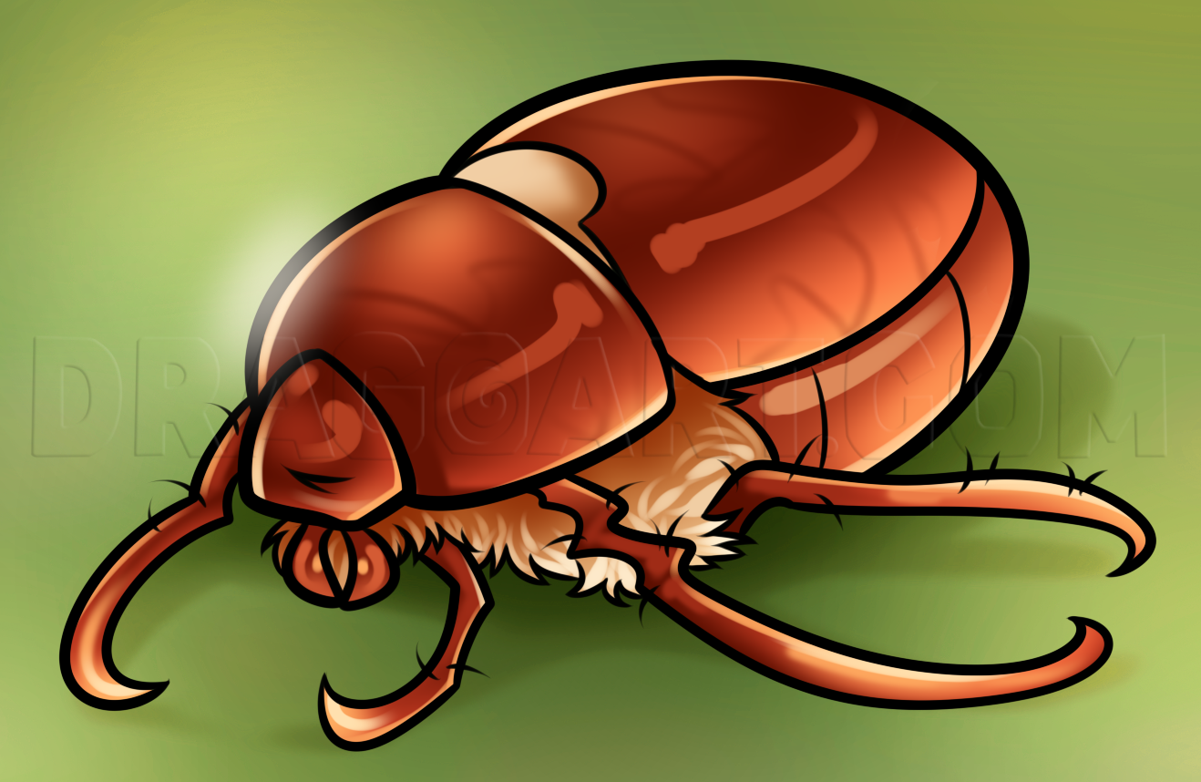 June Bug Drawing Lesson, Step by Step, Drawing Guide, by Dawn DragoArt