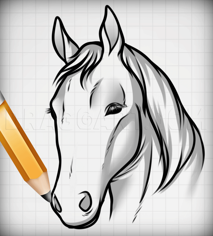 Draw Horse Heads And Faces Step By Step Drawing Guide By Dawn Dragoart Com