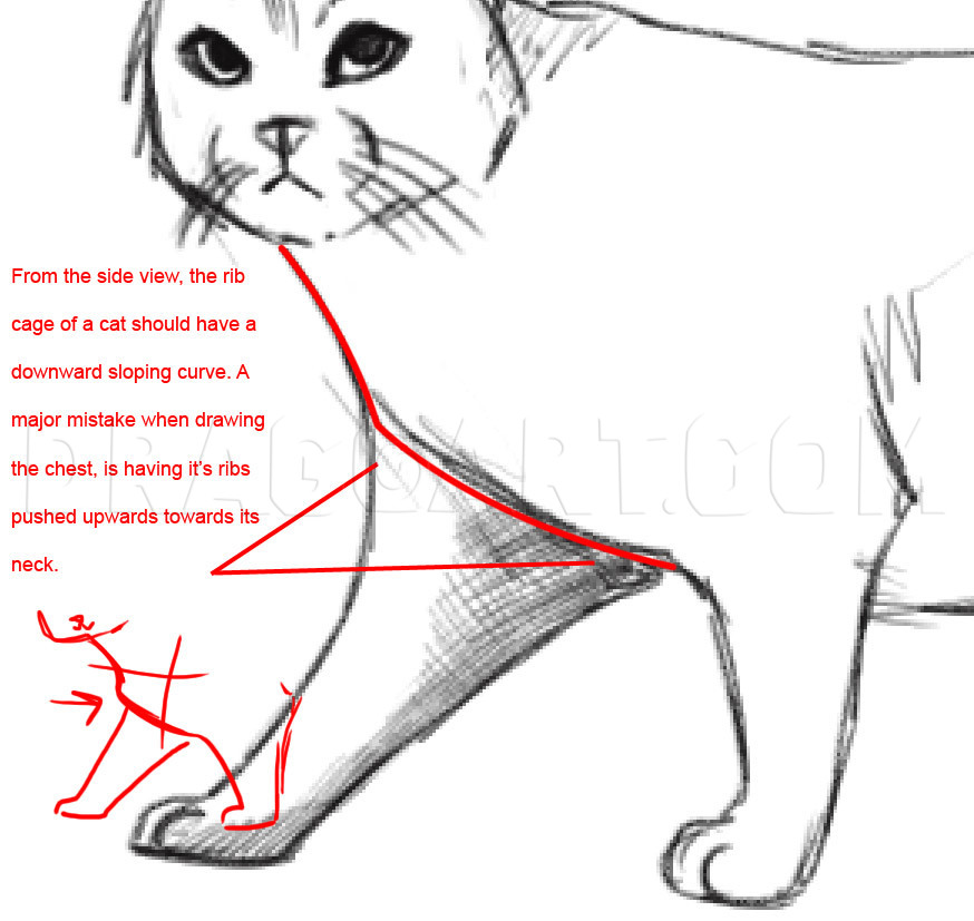 how to draw a realistic cat body