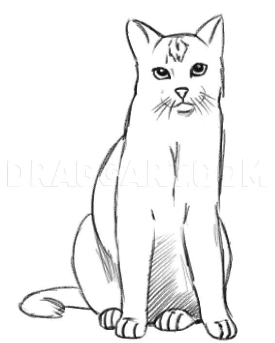 how to draw a realistic cat body