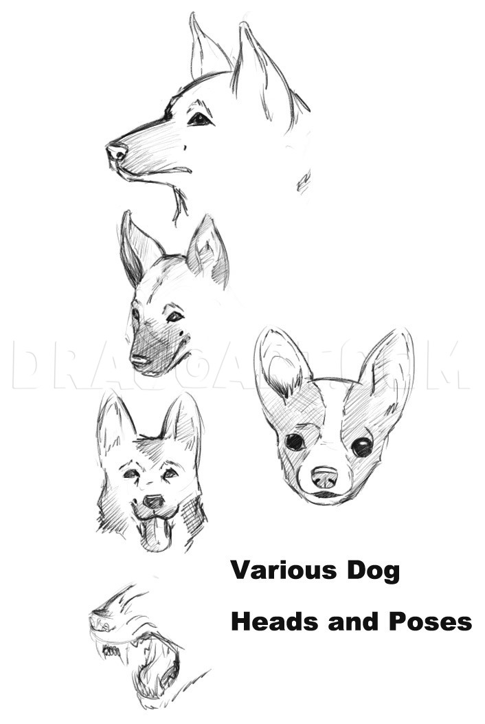 Featured image of post Face How To Draw A Dog Realistic