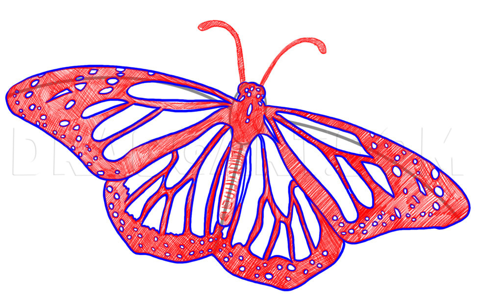 how to draw a butterfly step by step realistically