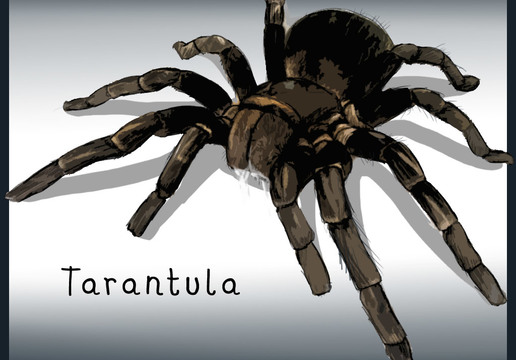 Featured image of post How To Draw A Tarantula Easy How to draw a mandala