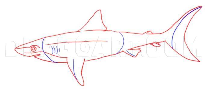 mako shark drawing