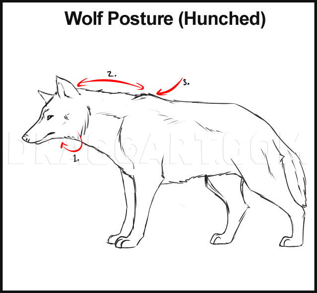 wolf side view drawing