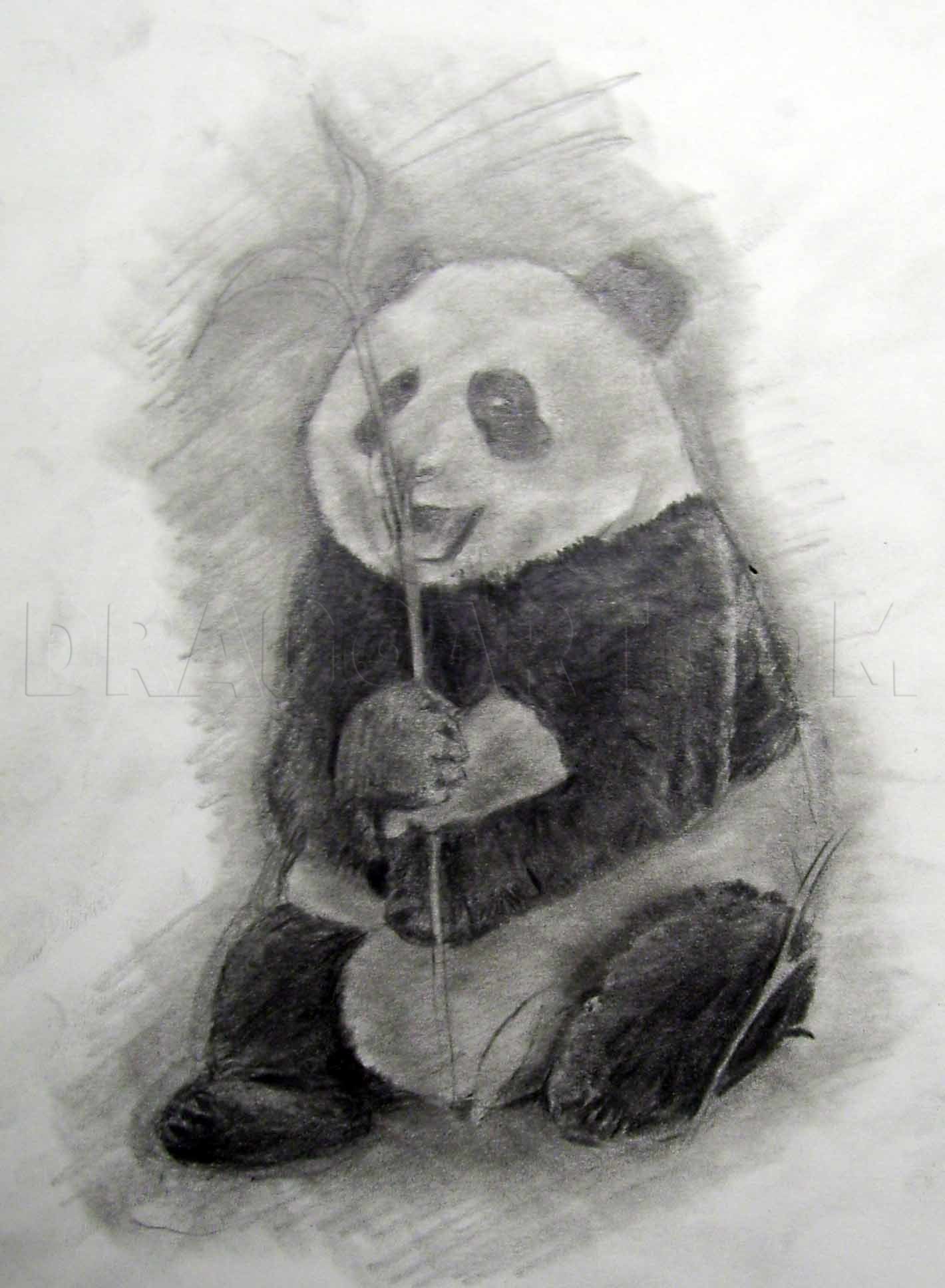 realistic baby panda drawings