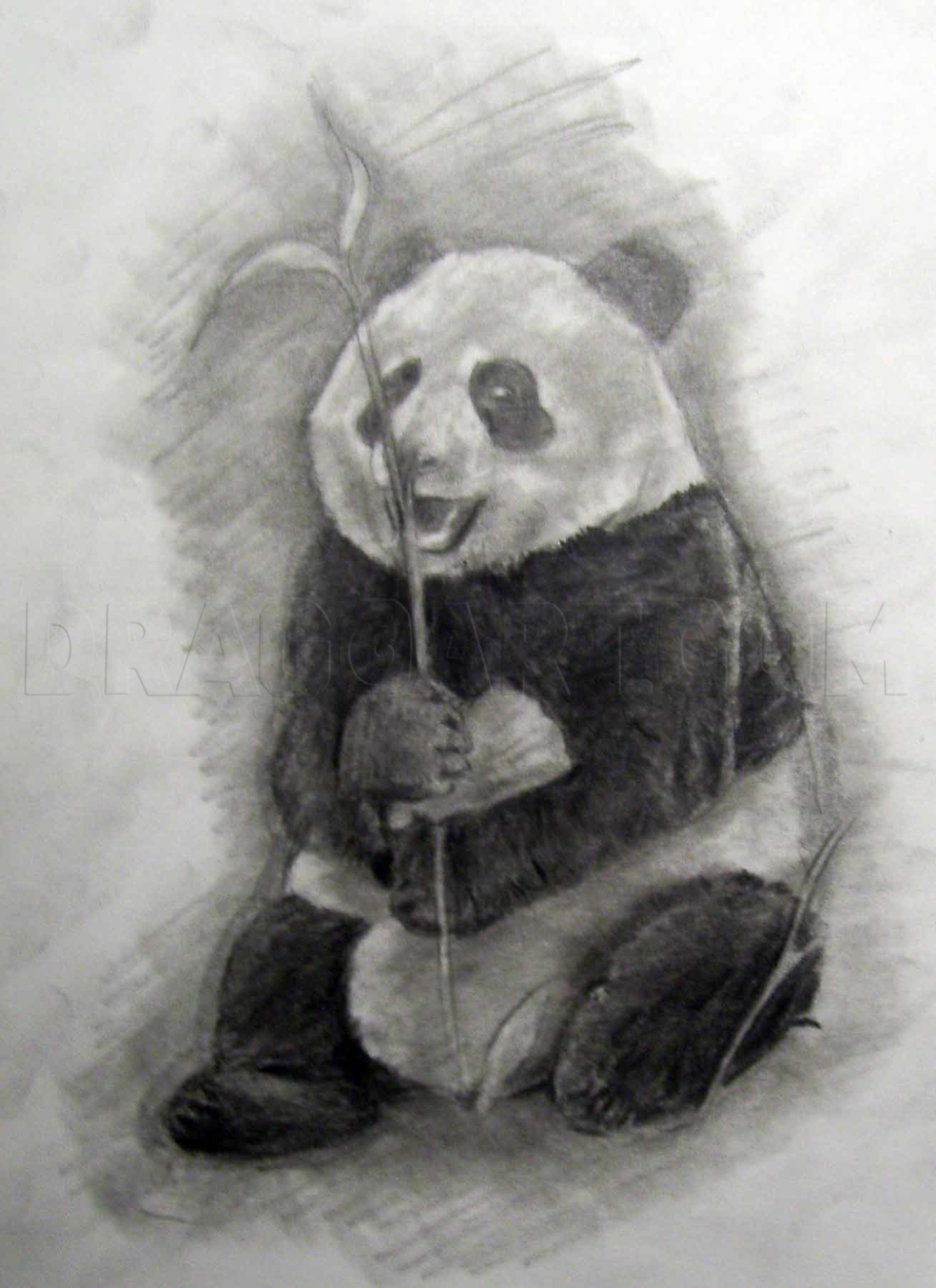 panda drawing