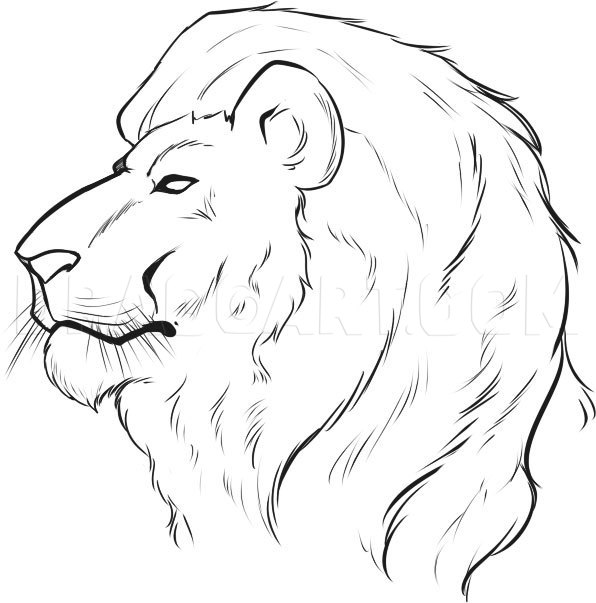 simple drawing of a lion face