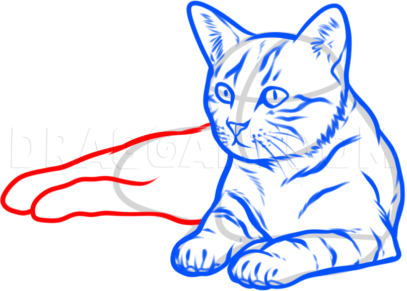 Featured image of post Poses Cat Laying Down Drawing This tutorial shows the sketching and drawing steps from start to finish