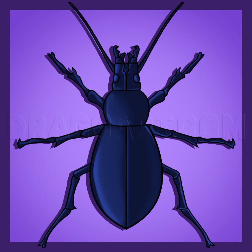 beetle drawing