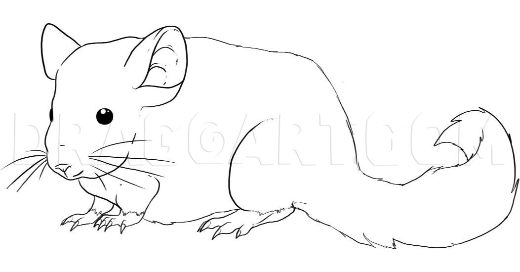 Featured image of post Chinchilla Drawing Easy These drawing instructions are really easy so are suitable both for kids you can use this tutorial become a member of easy peasy and fun membership and gain access to our exclusive craft