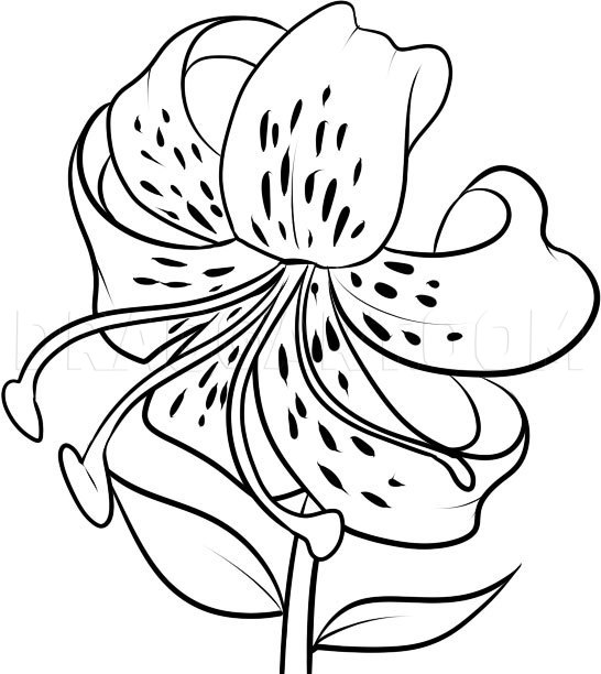 how to draw a tiger lily step by step