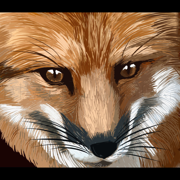 How To Draw A Red Fox by Dawn | dragoart.com