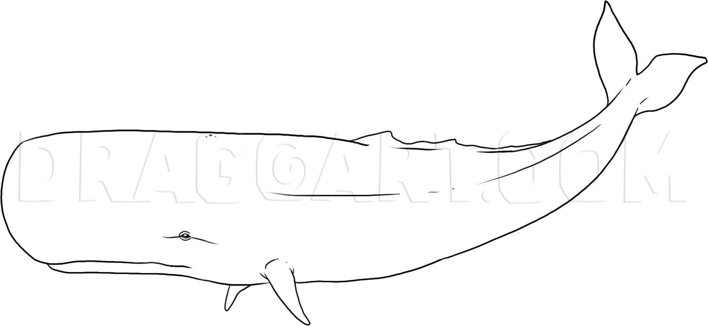 how to draw a sperm whale