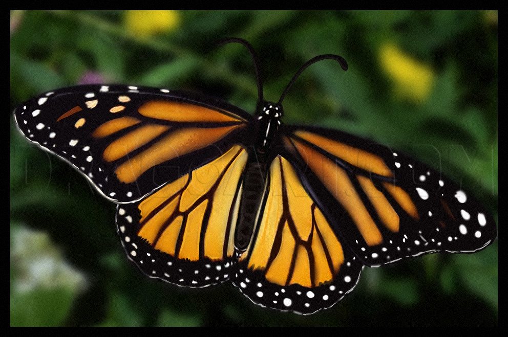 drawing pictures of butterflies