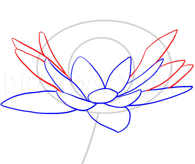 Featured image of post How To Draw A Water Lily : To get to our result, we&#039;ll be doing a lot of creating the petals.