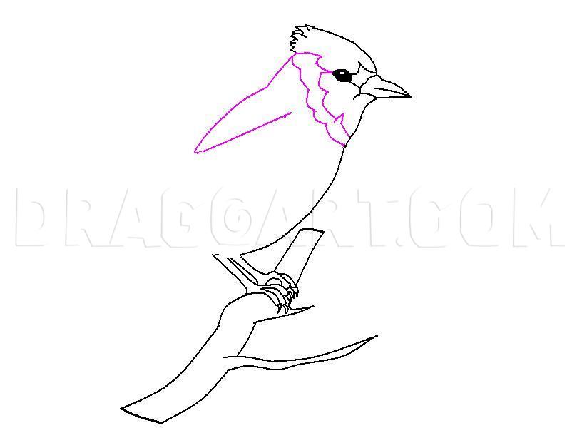 Learn How to Draw a Blue Jay (Birds) Step by Step : Drawing Tutorials