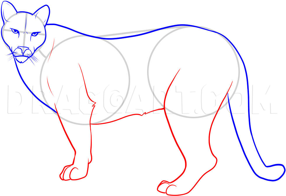 How To Draw A Mountain Lion Coloring Page Trace Drawing