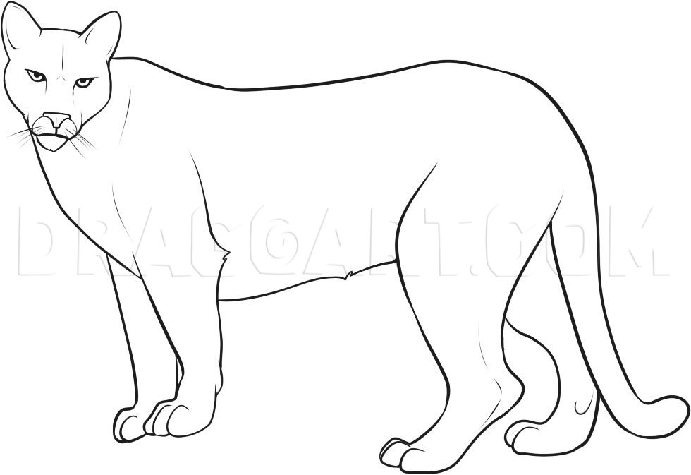 How To Draw A Mountain Lion Step By Step Drawing Guide By Dawn Dragoart Com