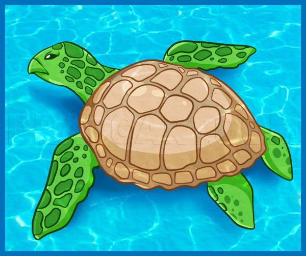 sea turtle drawing top view