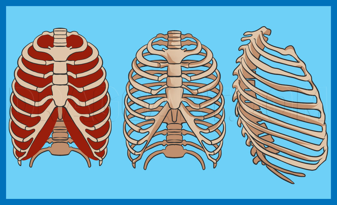 How To Draw A Rib Cage, Step by Step, Drawing Guide, by Dawn DragoArt